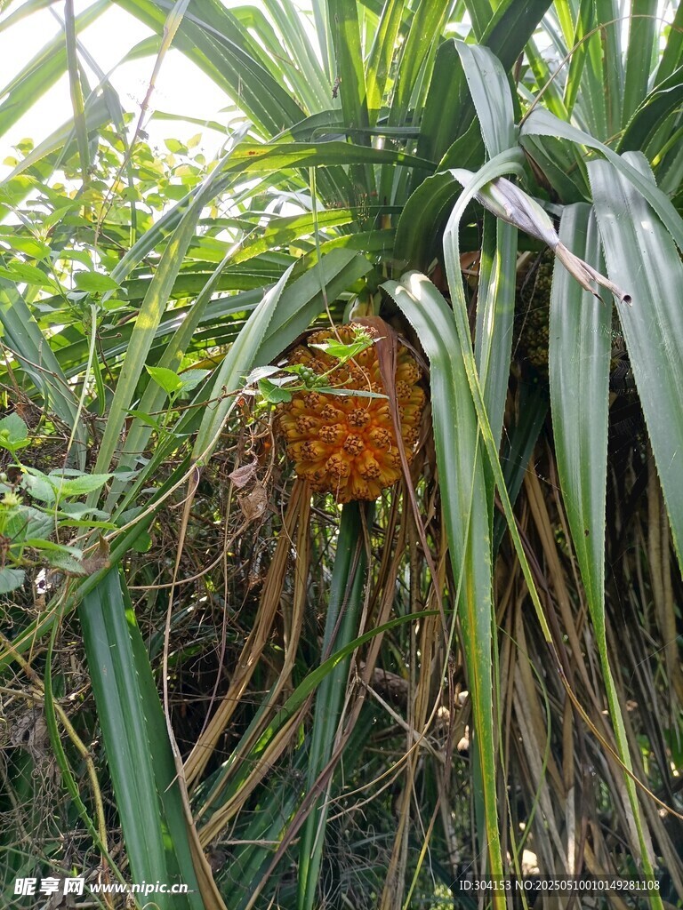 露兜树