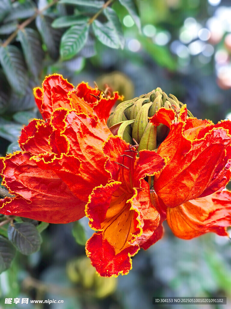 火焰花