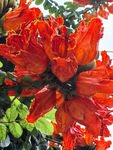 火焰花