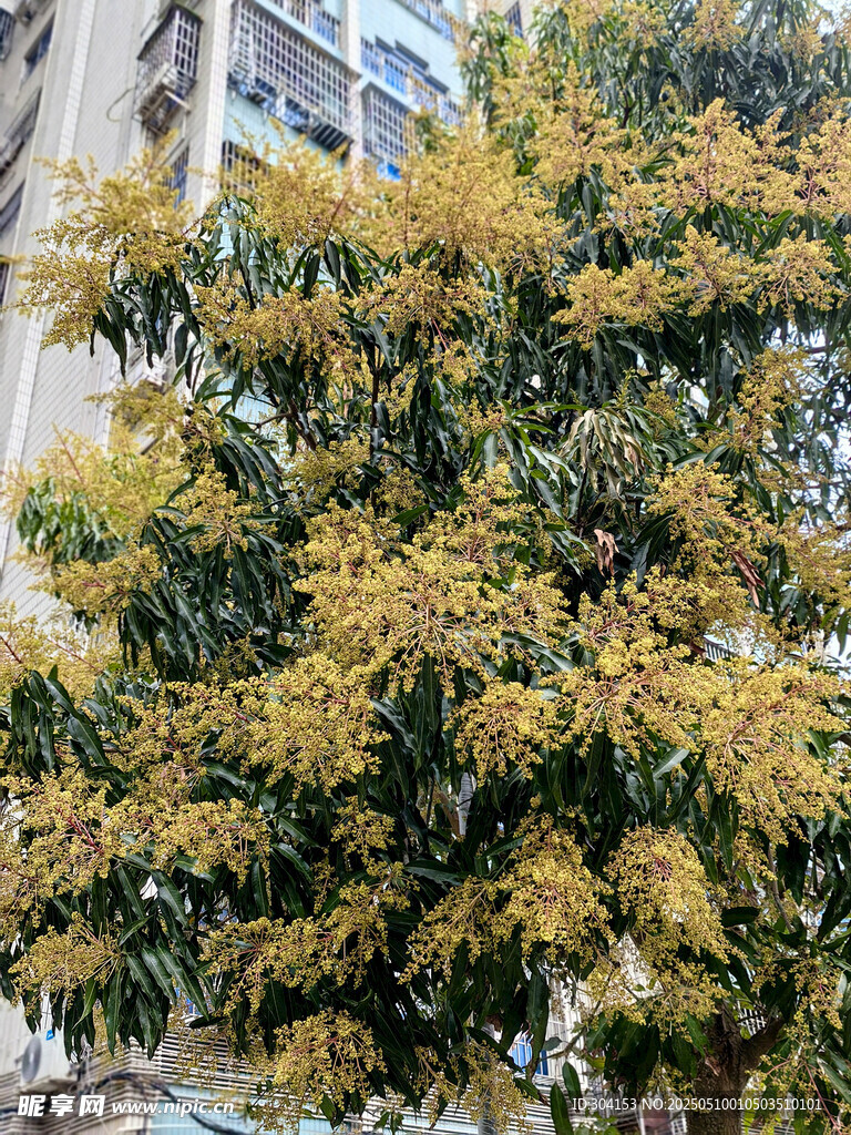 盛开的芒果花