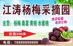 杨梅采摘园 新鲜诱人