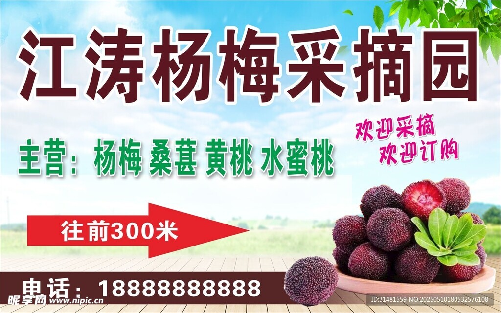 杨梅采摘园 新鲜诱人