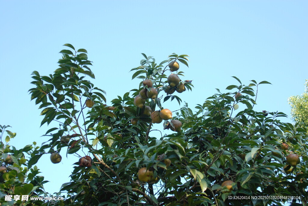 山茶果 果树
