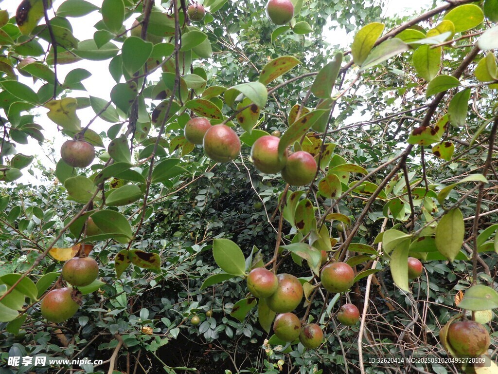 山茶果 果树 