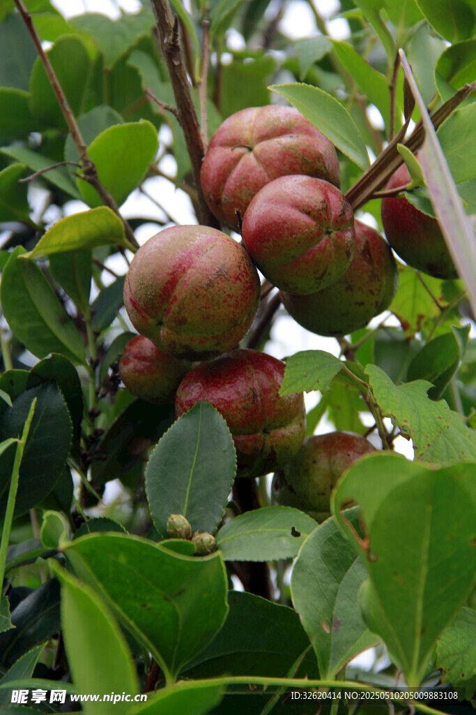 山茶果 果树 
