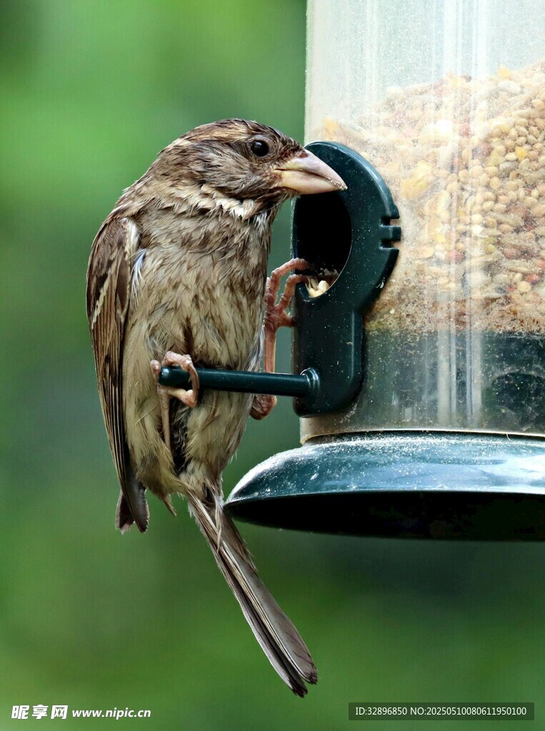 麻雀立于喂食器进食