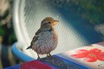 小鸟立于多彩物件上