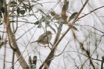 雪中栖息枝头的小鸟