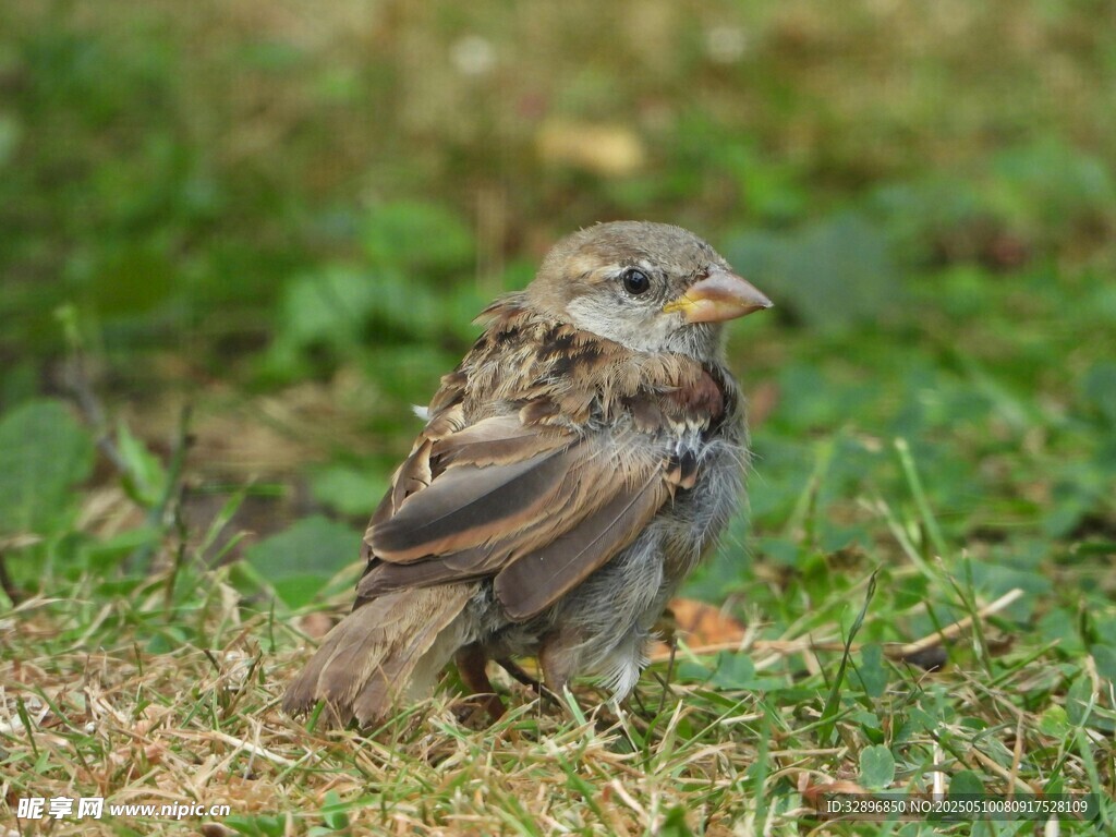 草地上的小麻雀