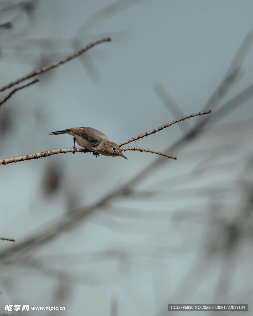 枝头小鸟
