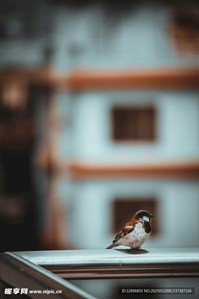 窗边小鸟