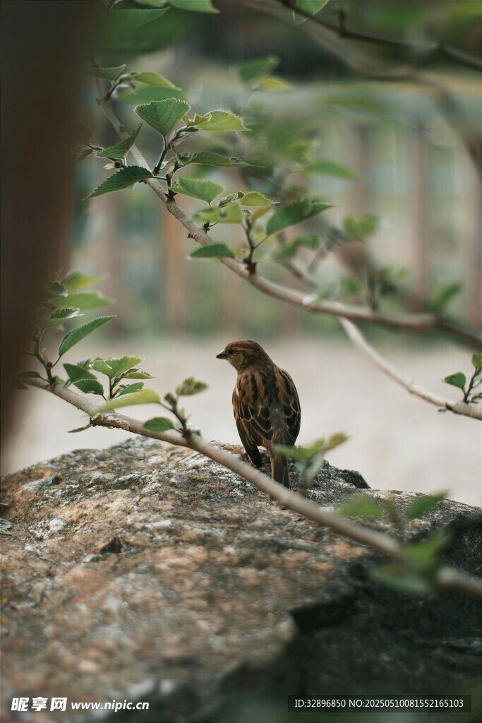枝头小鸟