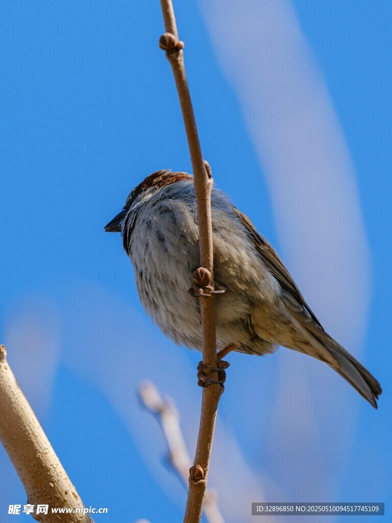 枝头小鸟