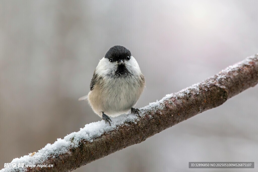 枝头雪中小鸟