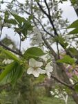枝头绽放的洁白花朵