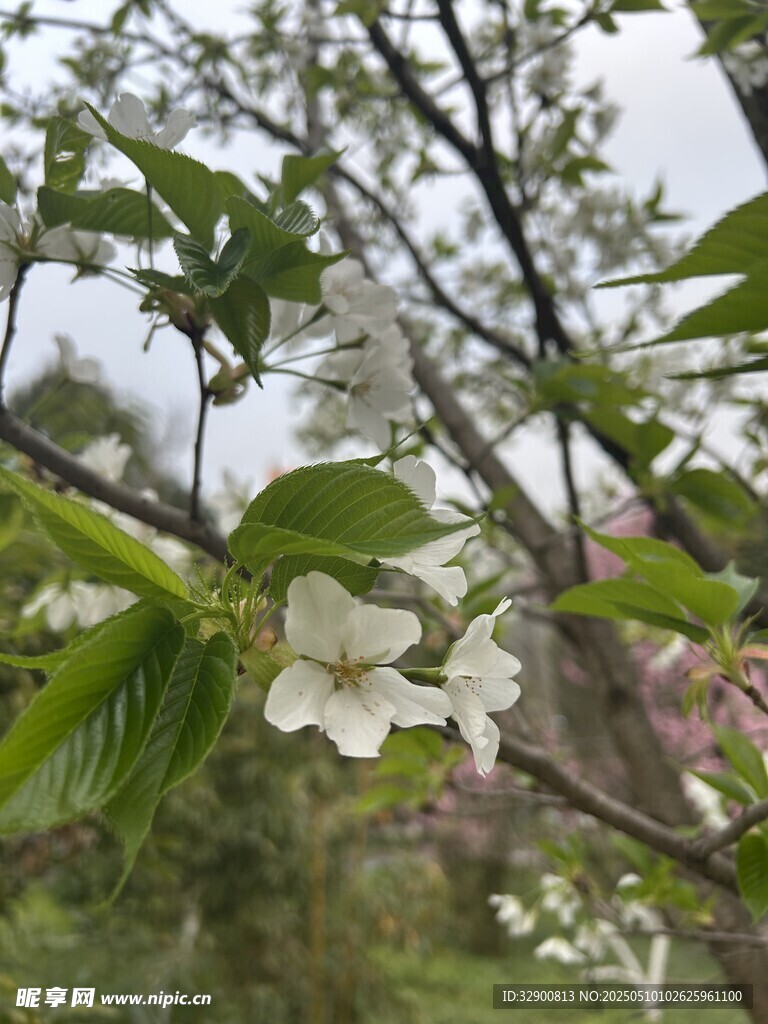 枝头绽放的洁白花朵