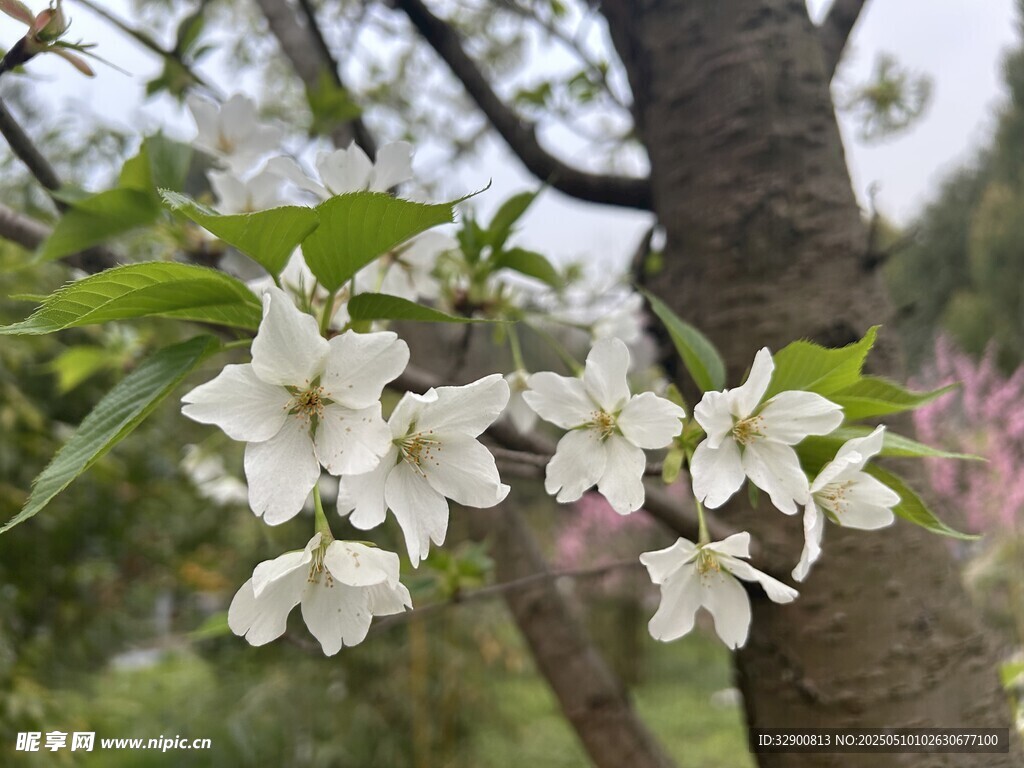 枝头绽放的洁白花朵