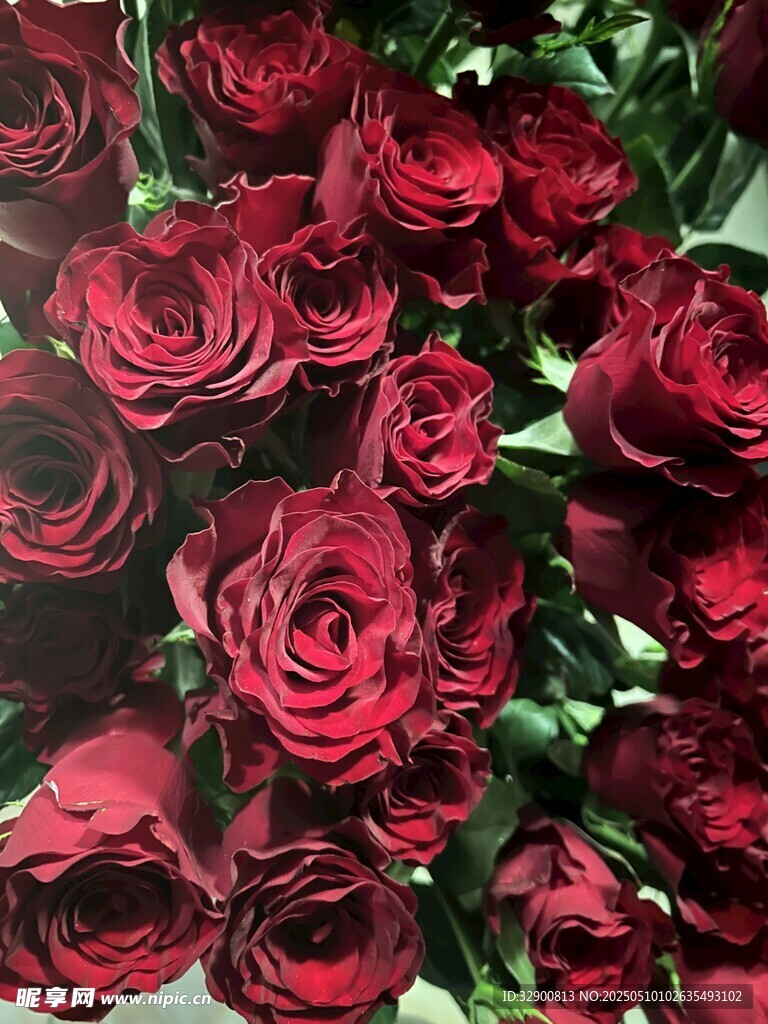 深红玫瑰花束特写