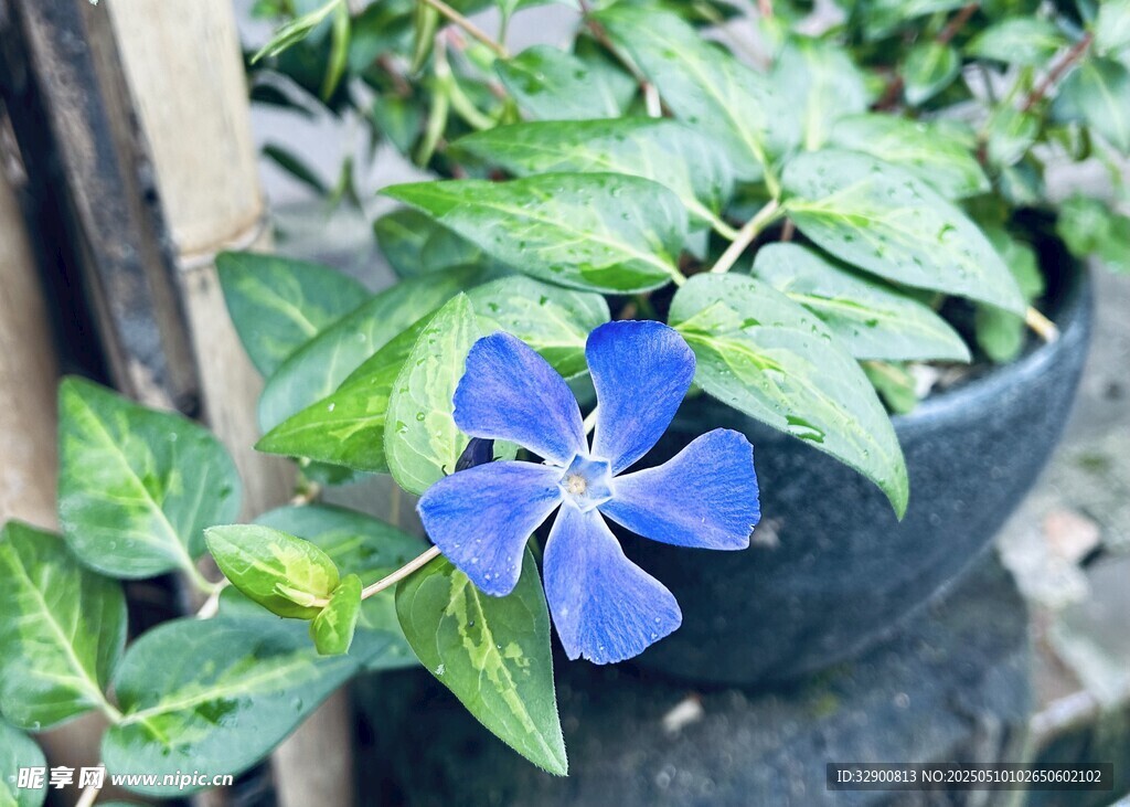 蓝花绿叶盆栽植物特写