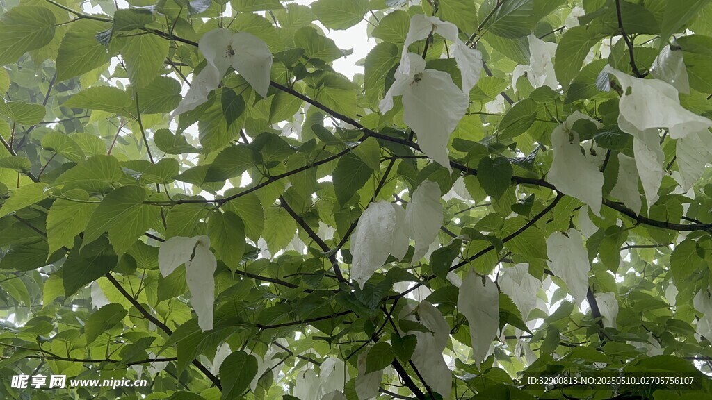 珙桐花