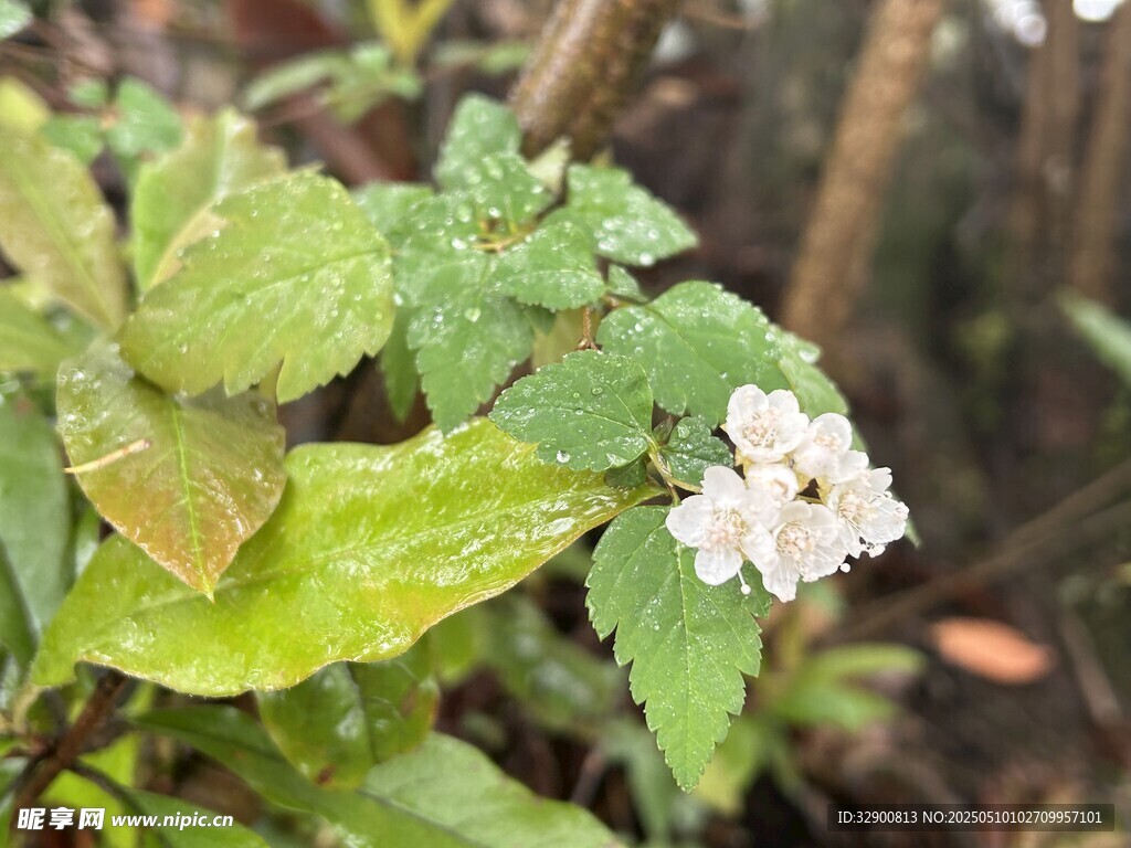 绿叶间的白色小花