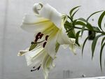 优雅绽放的白色百合花