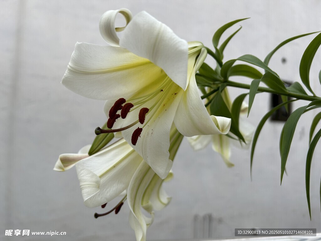 优雅绽放的白色百合花