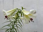 优雅绽放的白色百合花