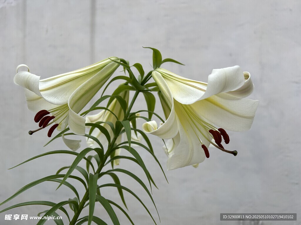 优雅绽放的白色百合花