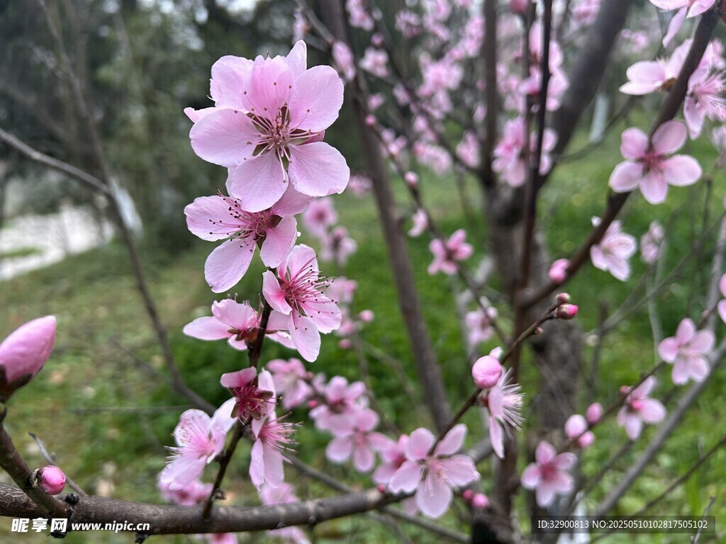 枝头绽放的粉嫩桃花