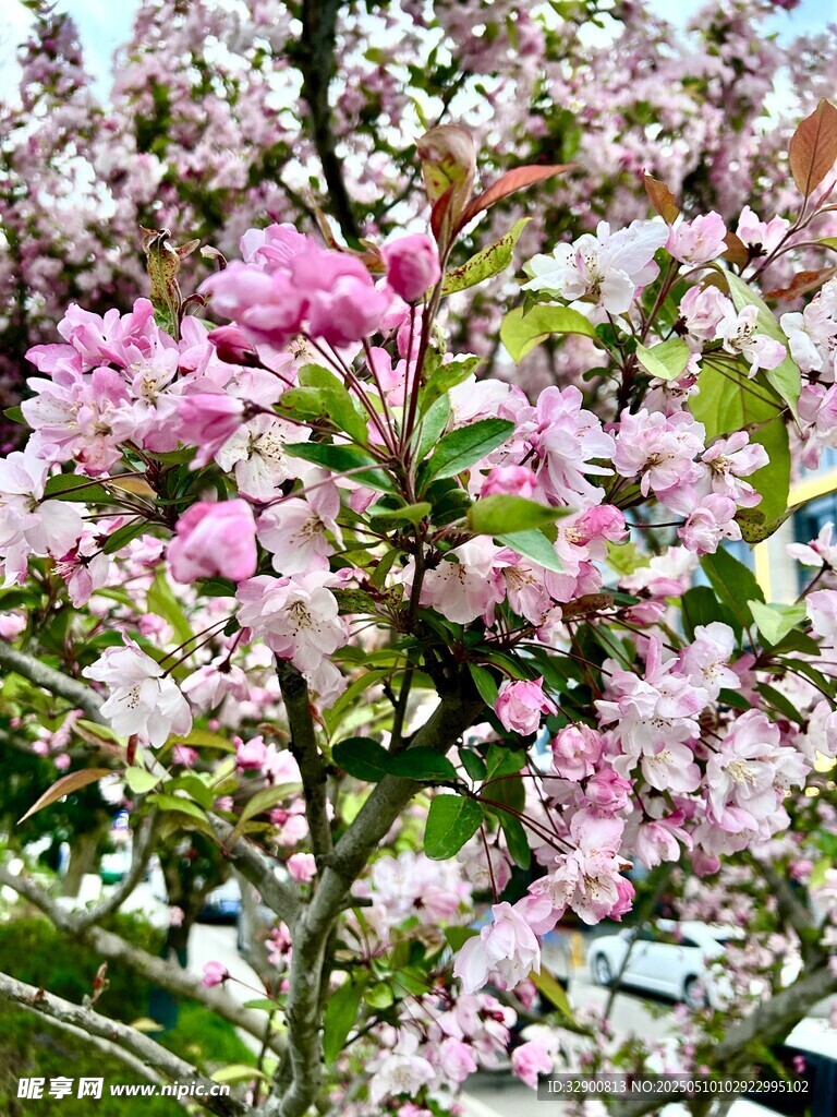 盛开的粉色繁花枝头