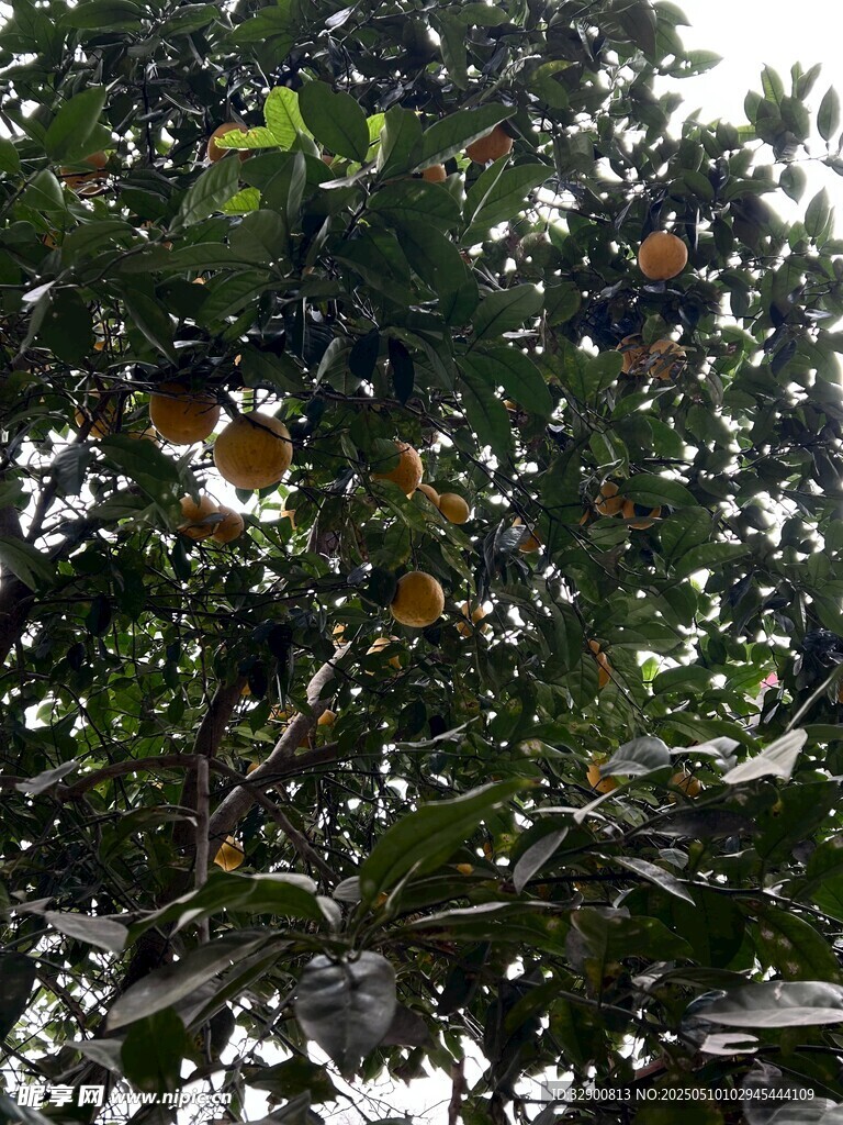 柚子