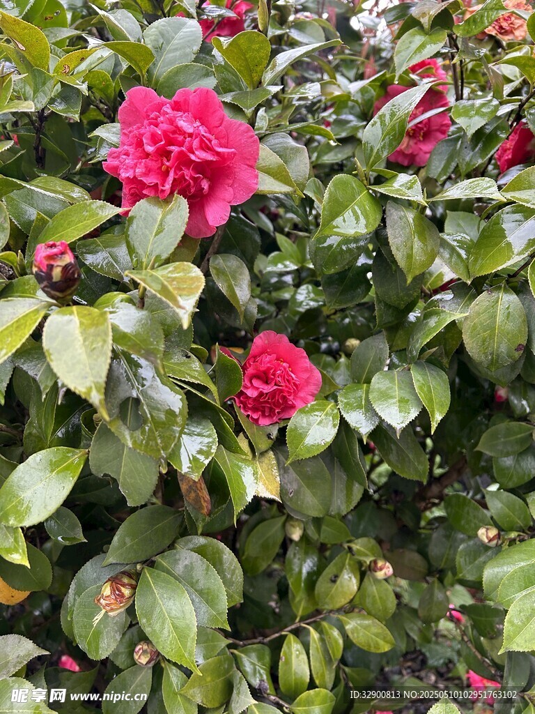 艳丽山茶花绽放绿叶间