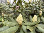 含苞待放的绿植花卉