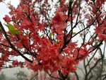 杜鹃花