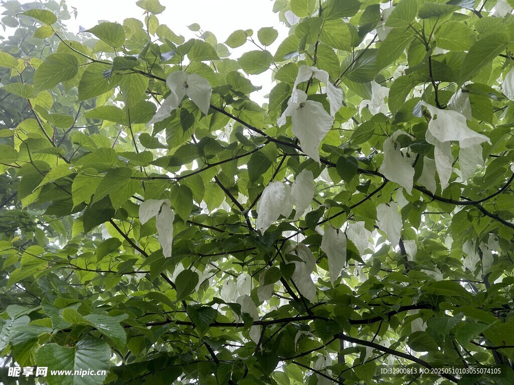 珙桐花