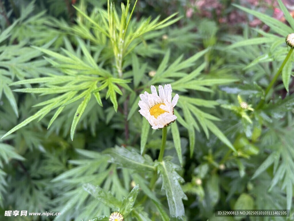 绿叶间的素雅小花