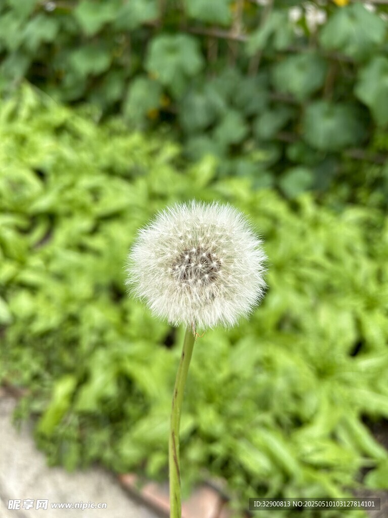 蒲公英