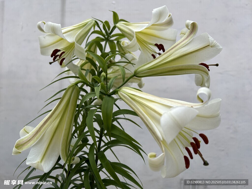 优雅绽放的白色百合花