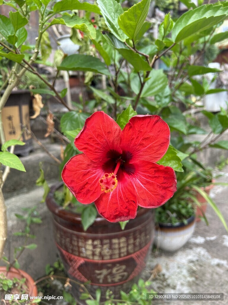 娇艳朱槿花于古朴花盆中