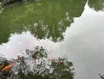 池塘倒影中的绿植与落叶