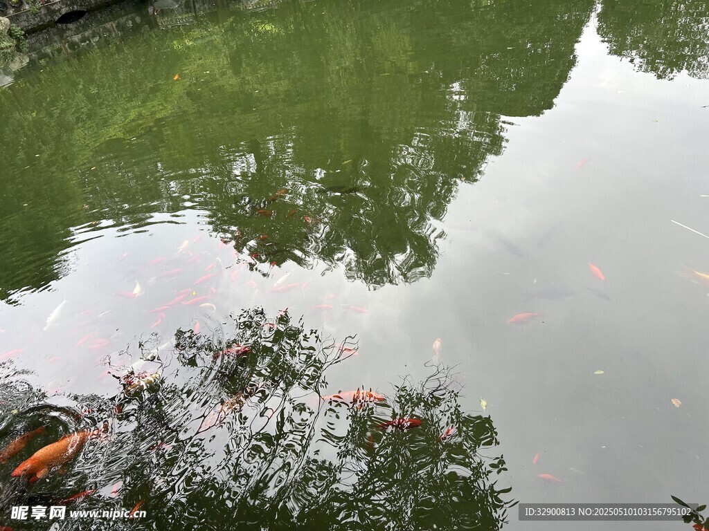 池塘倒影中的绿植与落叶