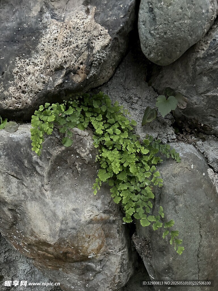 铁线蕨