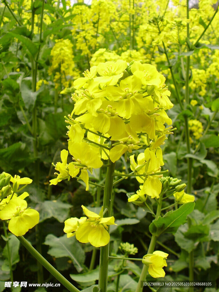 金黄灿烂的油菜花