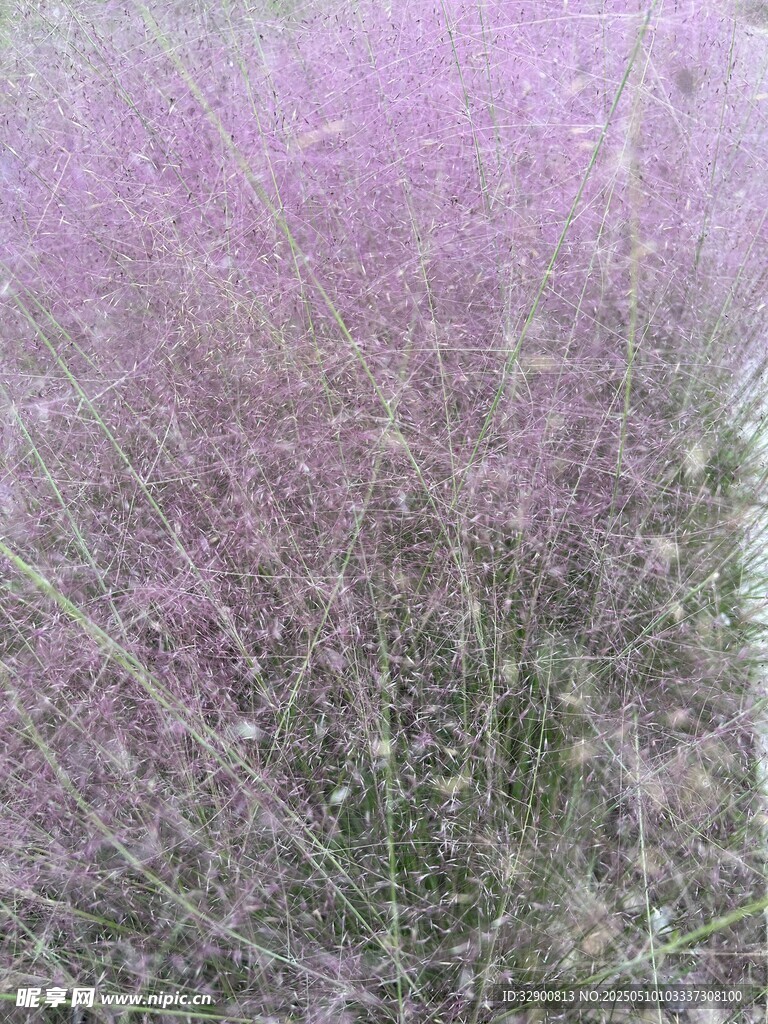 梦幻粉黛乱子草