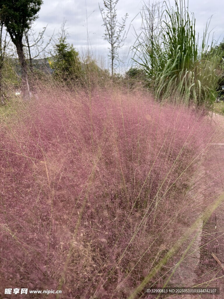 粉黛