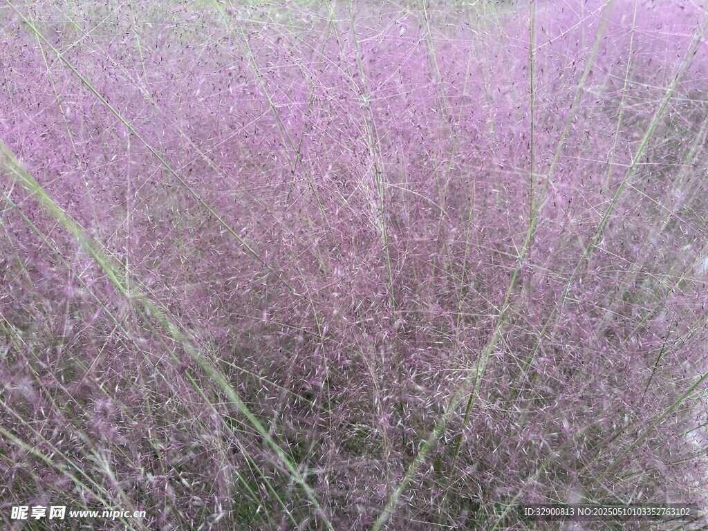 梦幻粉黛乱子草花田