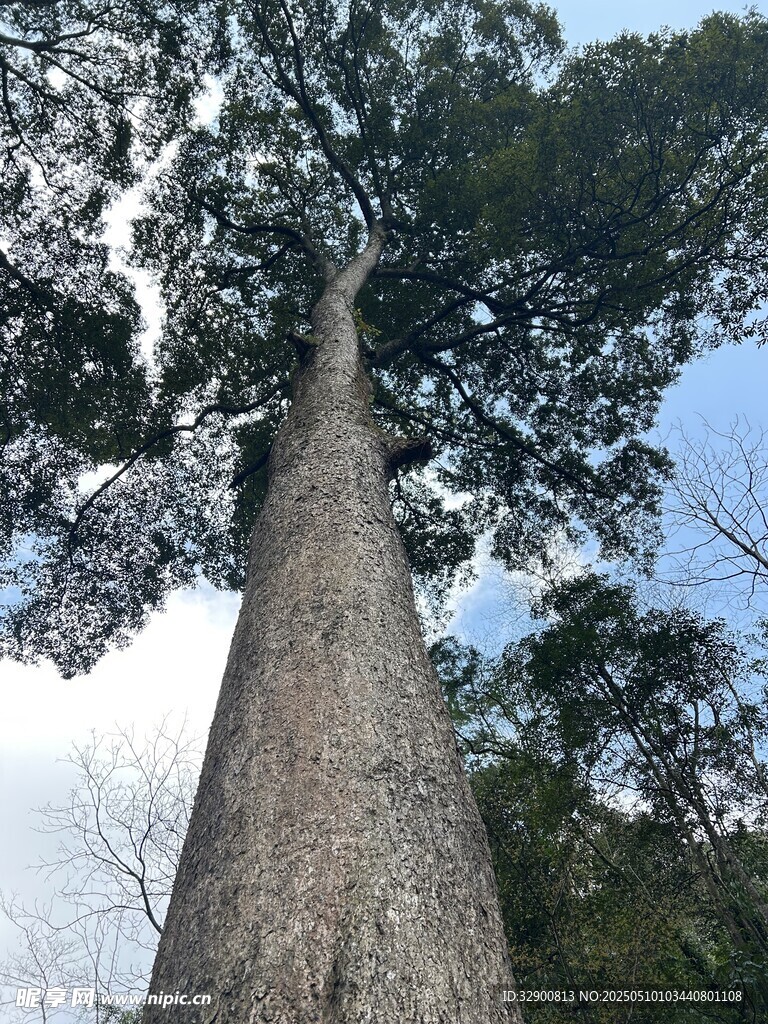 大树