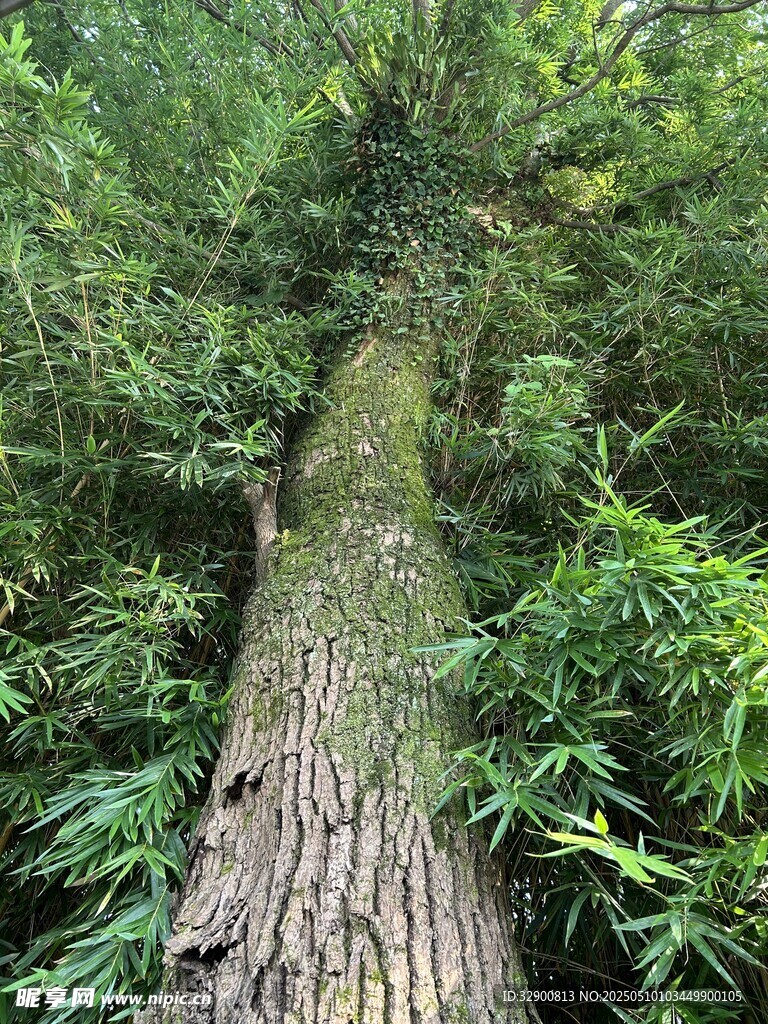 森林中粗壮的古老树干
