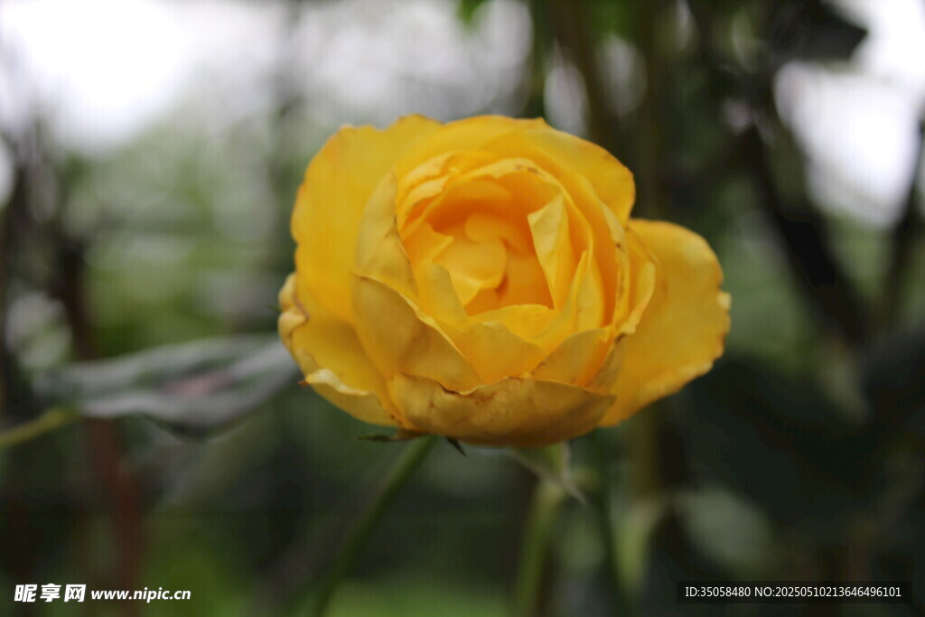 月季花